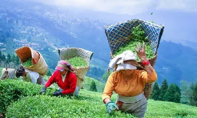 darjeeling tour package, darjeeling travel