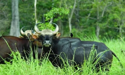 darjeeling tour package, darjeeling travel